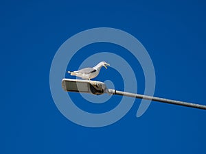 A screaming seagull sits on a light pole