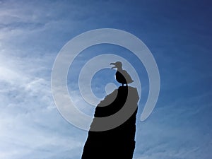 Seagull sculpture on rock against a blue sky contre-jour