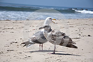 Seagull at the sea