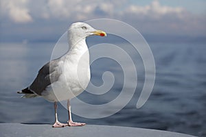 Seagull at sea