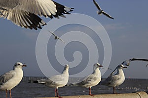 seagull sea bird flying activities with bird movements