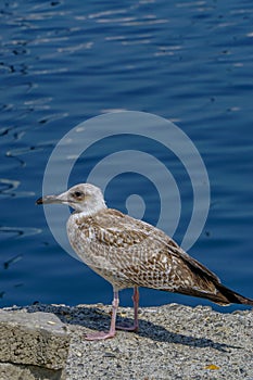 Seagull by the sea close up portrait image