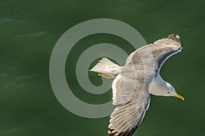 seagull on the sea detai