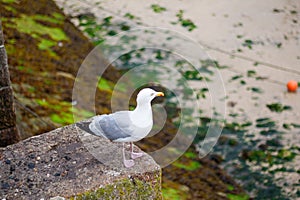 Seagull on the sea front