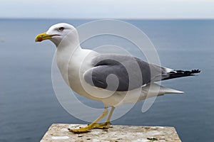 Seagull at sea photo
