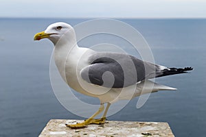 Seagull at sea