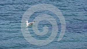 Seagull on sea