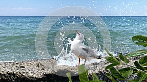 Seagull  at  sea stone under   water wave splash on front palm leaves   blue sky seascape landscape background