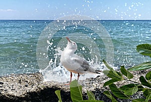 seagull  at  sea stone under   water wave splash on front palm leaves   blue sky seascape landscape background