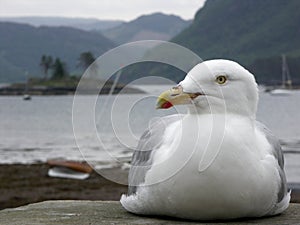 Seagull on a sea wall