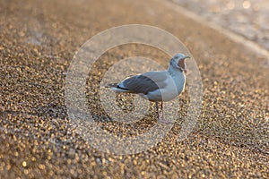 Seagull at the seafront at sunset