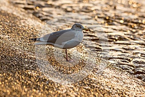 Seagull at the seafront at sunset