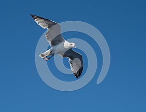 Seagull