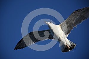 Seagull against blue sky