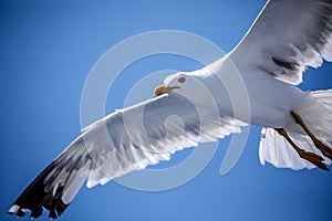 Seagull