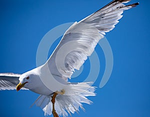 Seagull