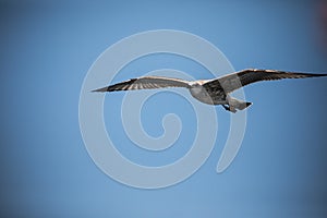 Seagull