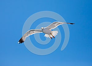 Seagull