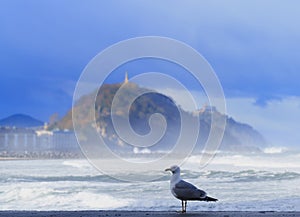 Seagull. Seagull on Zurriola beach, city of Donostia San Sebastian, Basque Country