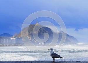 Seagull. Seagull on Zurriola beach, city of Donostia San Sebastian, Basque Country photo