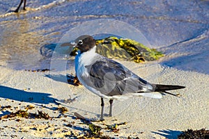 Seagull Seagulls walking on beach sand Playa del Carmen Mexico