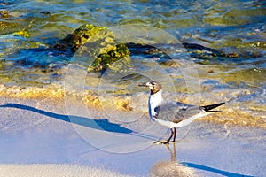 Seagull Seagulls walking on beach sand Playa del Carmen Mexico