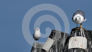 Seagull in search of food on pier