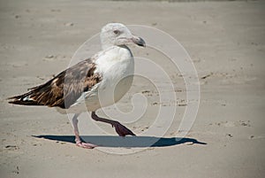 Seagull Searches for Food on the Atlantic Coast