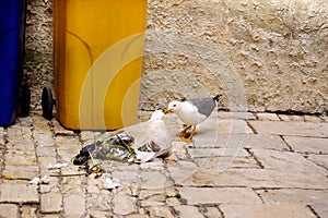 Seagull searching food in plastic bag and bursts garbage