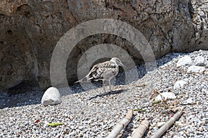 A seagull searching for something to eat on a pebbly beach. Cove.