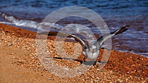 Seagull on the seashore