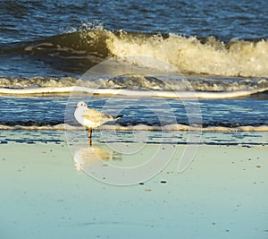 seagull at the seashore photo