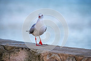 Seagull at the seaside