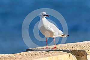 Seagull at the seaside