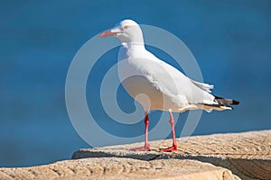 Seagull at the seaside