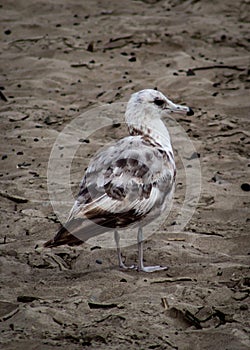 Seagull at Seaside Beach