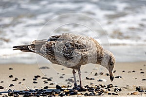 Seagull on a seaside in Beach 67 Rockaway in New York, USA