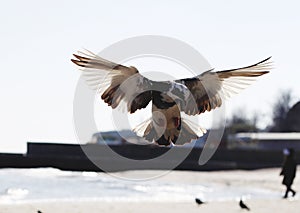 Seagull. Seaside of the Black Sea, Odessa