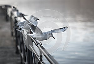 Seagull Seating On Rails