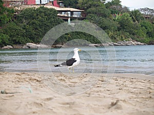 This seagull seems to observe the passivity of the sea.