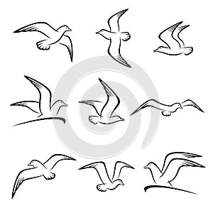 Seagull set. Vector