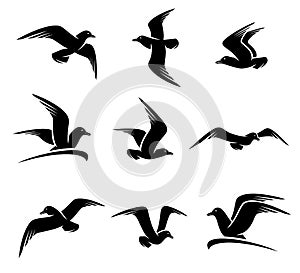 Seagull set. Vector photo