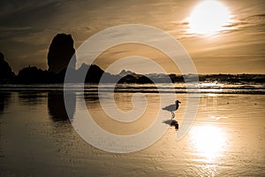 Seagull shadow on Cannon beach at sunset