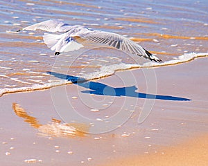 Seagull shadow and reflection