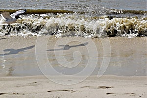 Seagull shadows on the beach