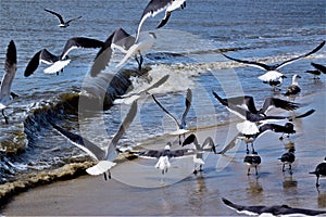 Seagull shadows on the beach