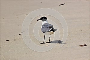 Seagull shadows on the beach