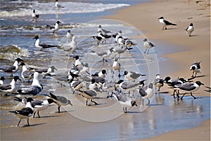 Seagull shadows on the beach