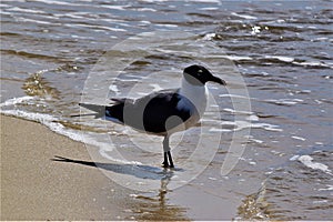 Seagull shadows on the beach