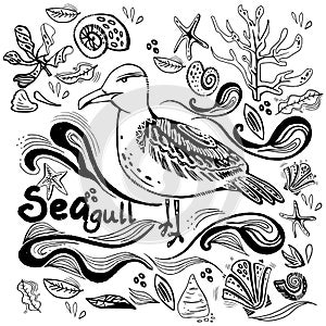 Seagull with shells and algae